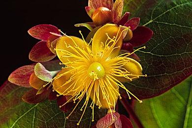 令人担忧 EA突然下架Steam上多款游戏